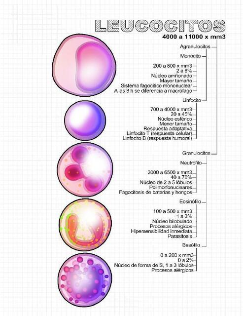 Glóbulos Blancos (leucocitos)