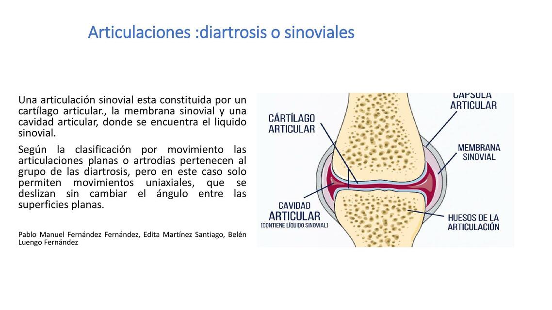 Diartrosis