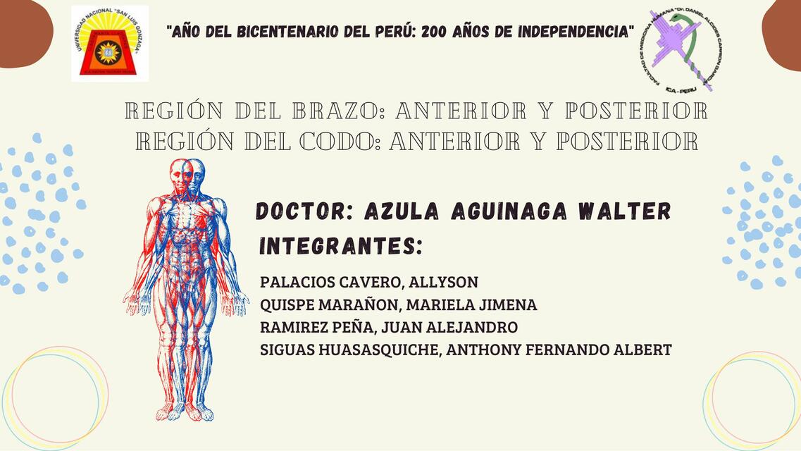 Anatomia de la Región del brazo y codo