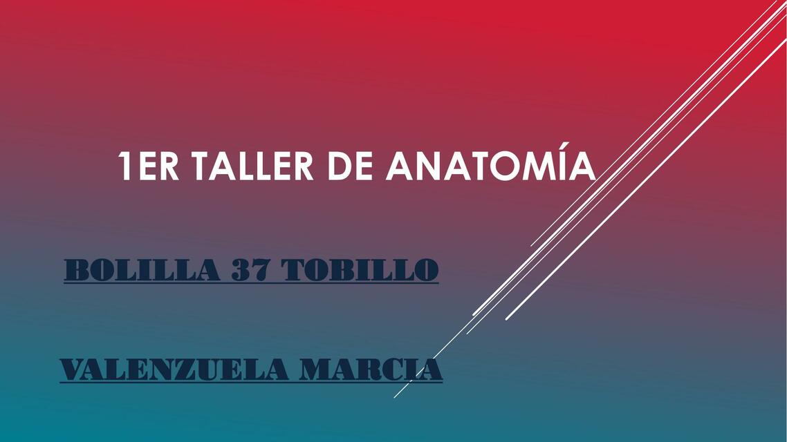 Taller de Anatomía 