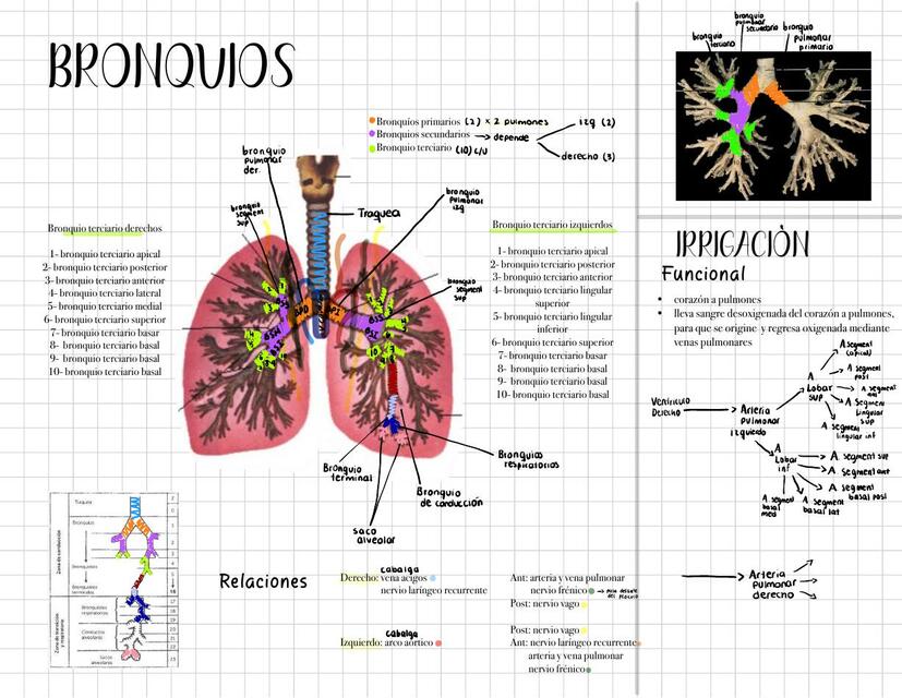 Bronquios anatomía