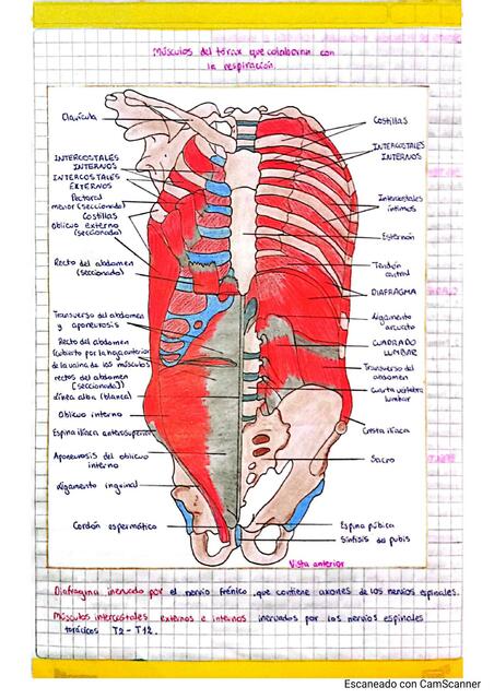 Músculos del tórax