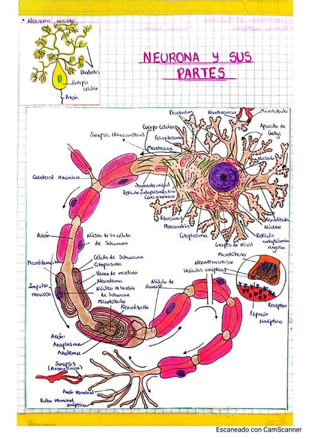 Anatomía de la neurona