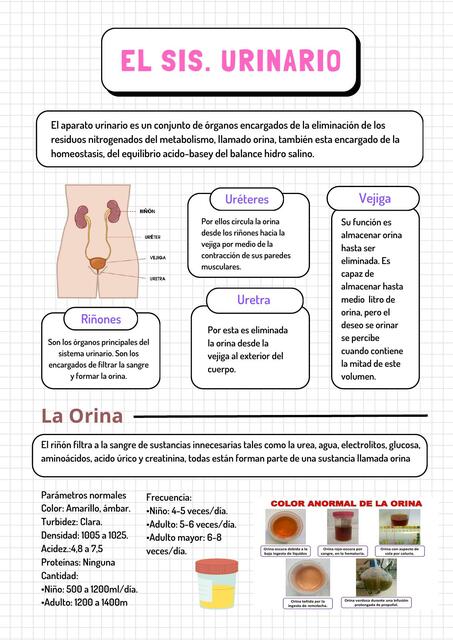 Sistema urinario 