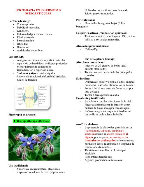 Fitoterapia en enfermedad osteoarticular