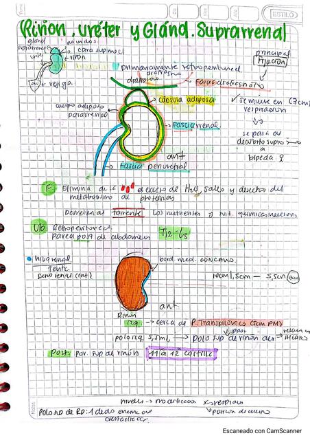 Resumen riñones uréter glándula