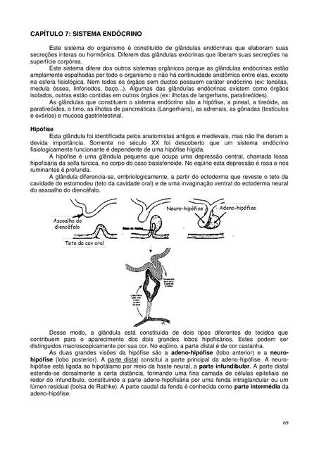 Sistema endocrino 