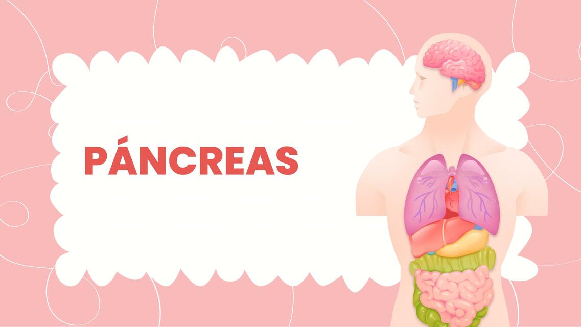 Anatomía páncreas