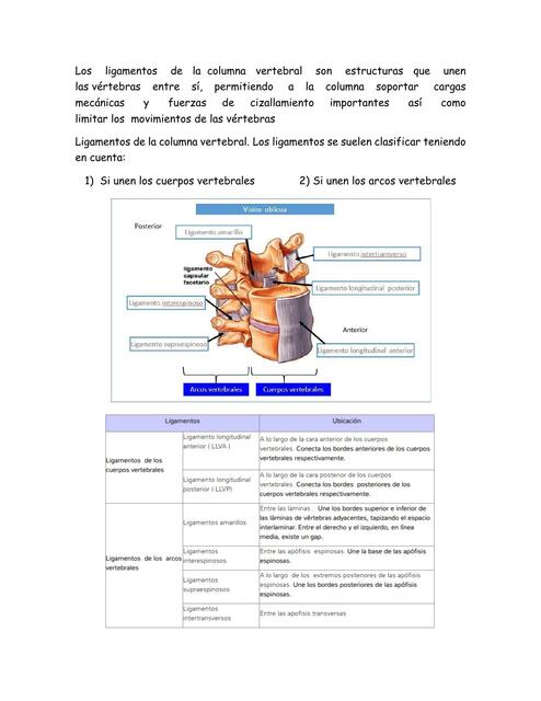 Anatomia columna vertebral