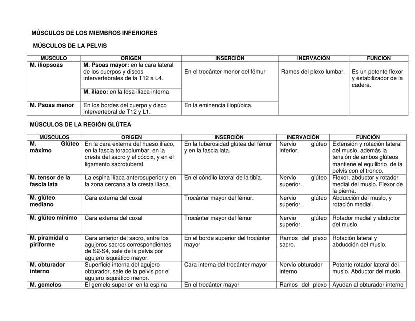 Músculos de los miembros inferiores | Eleal Leal | uDocz