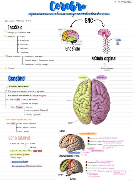 Anatomía De Cabeza