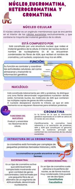 Núcleo, Eucromatina, Heterocromatina y Cromatina 