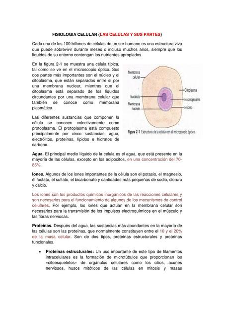 Homeostasis