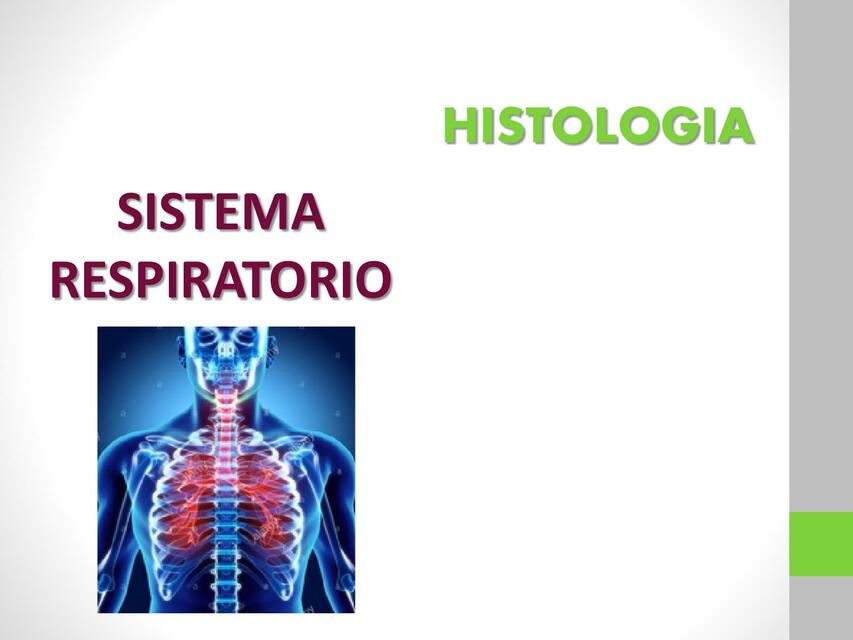 Sistema respiratorio 