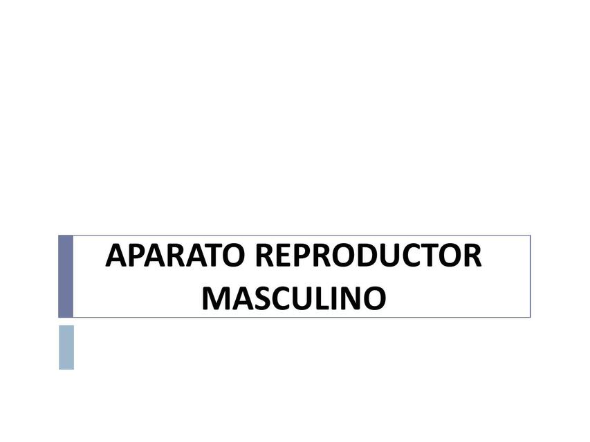 Aparato reproductor masculino