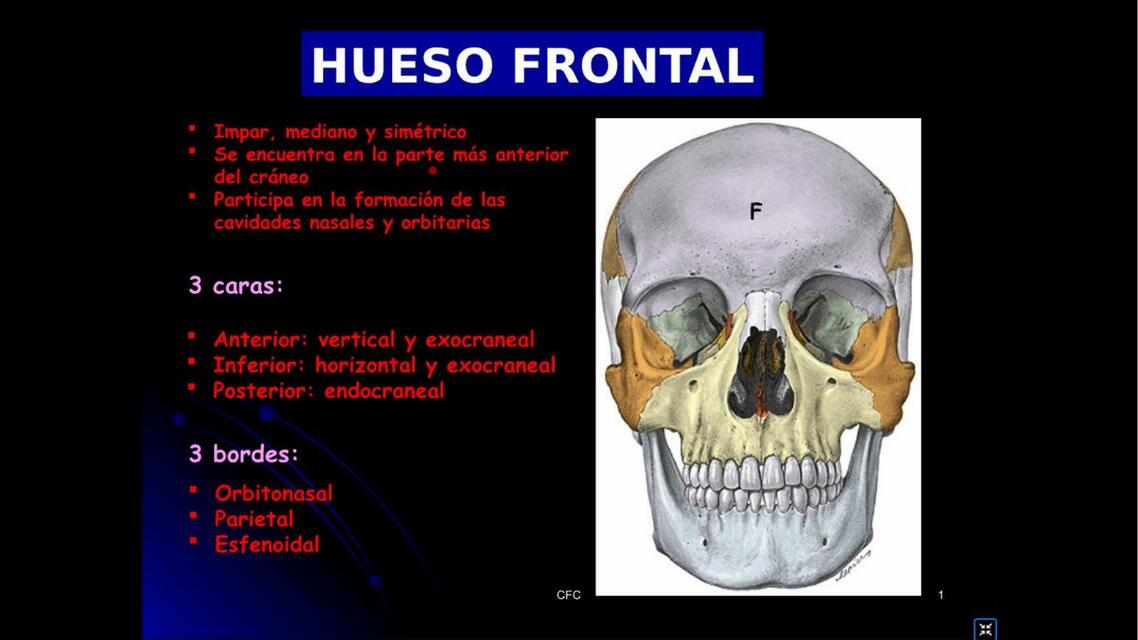 Anatomía Huesos del cráneo