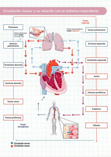 Circulación Mayor y Menor