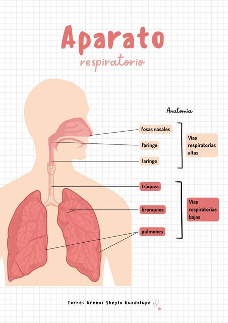 Aparato Respiratorio