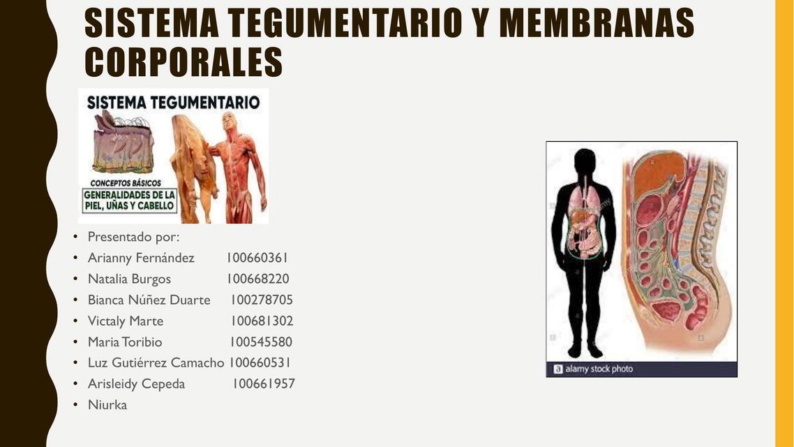 Exposicion de anatomia 2