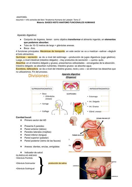 Anatomía del aparato digestivo 