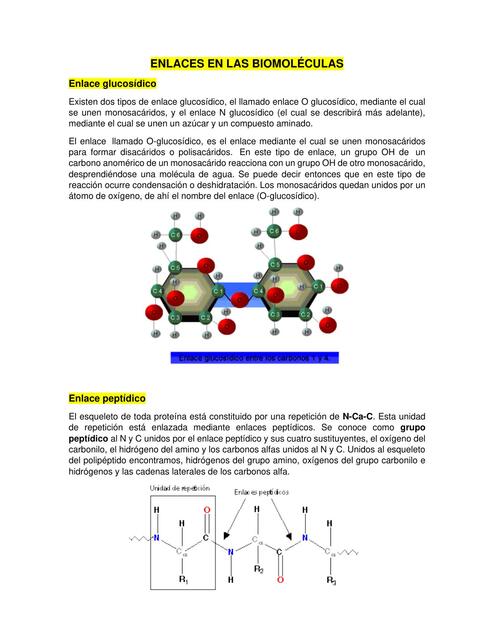 Enlaces en las biomoléculas