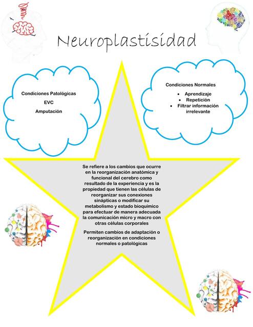 Neuroplastisidad