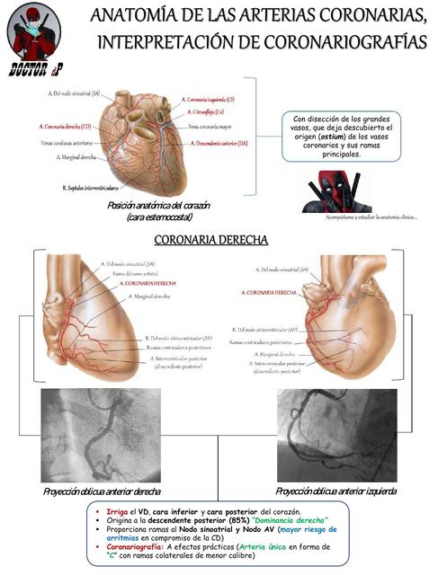 Anatomía Coronaria, Interpretación de coronariografía