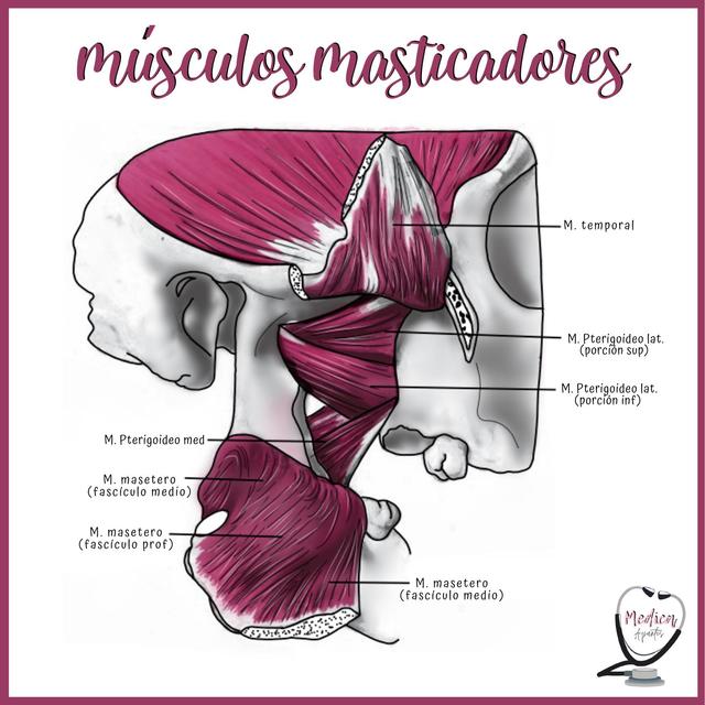 Estructura De Los M sculos Masticadores Anatom a UDocz