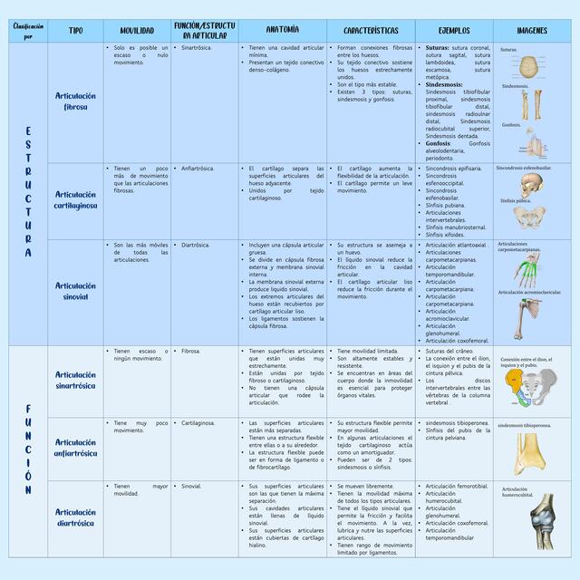 Cuadro comparativo tipos de articulaciones