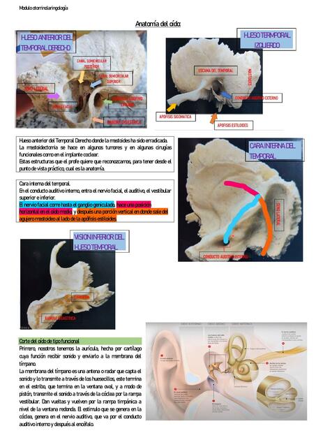 Modulo otorrinolaringología