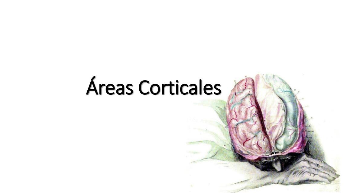 Áreas Corticales