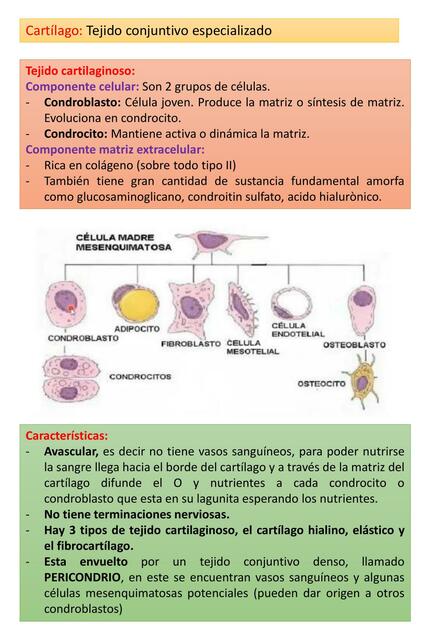 Tejido Conjuntivo Especializado 