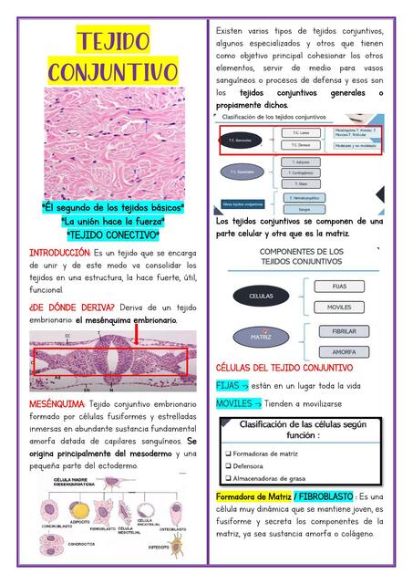 Tejido Conjuntivo 