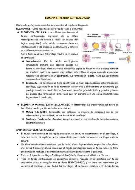 Tejido Cartilaginoso 