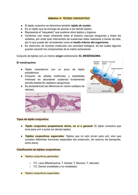 Tejido Conjuntivo