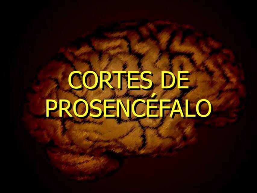 Cortes de Prosencéfalo 