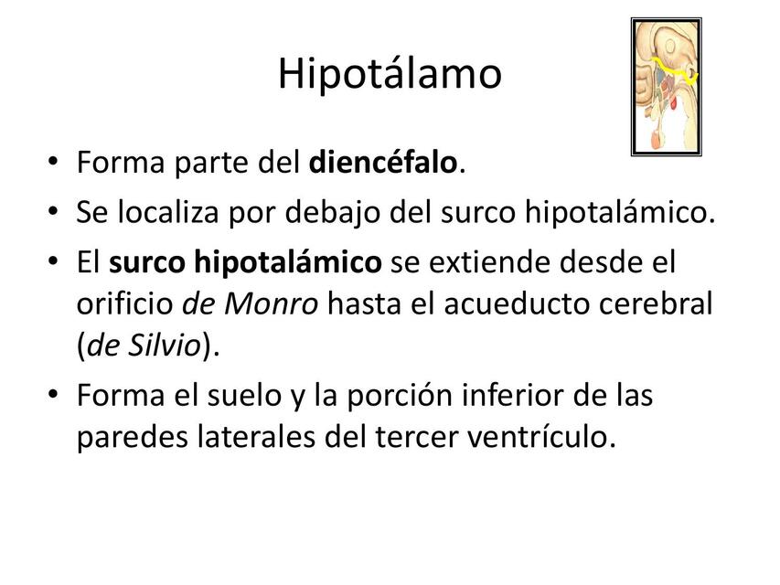 Hipotálamo 