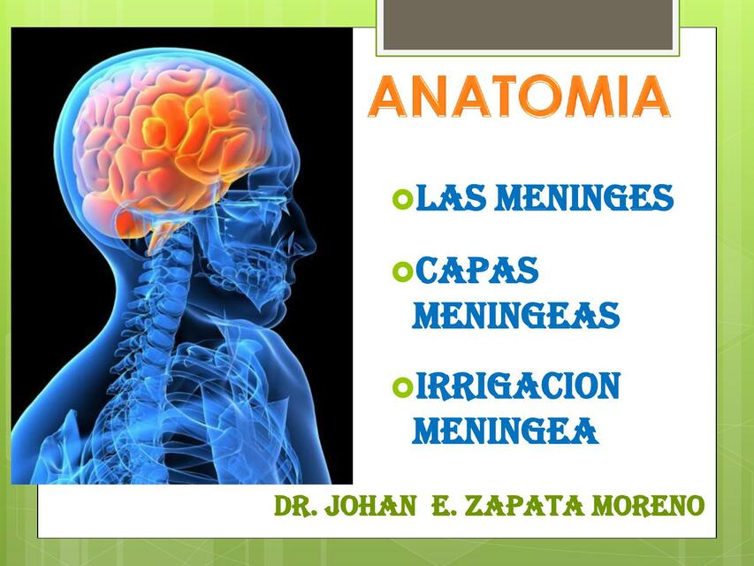 Meninges