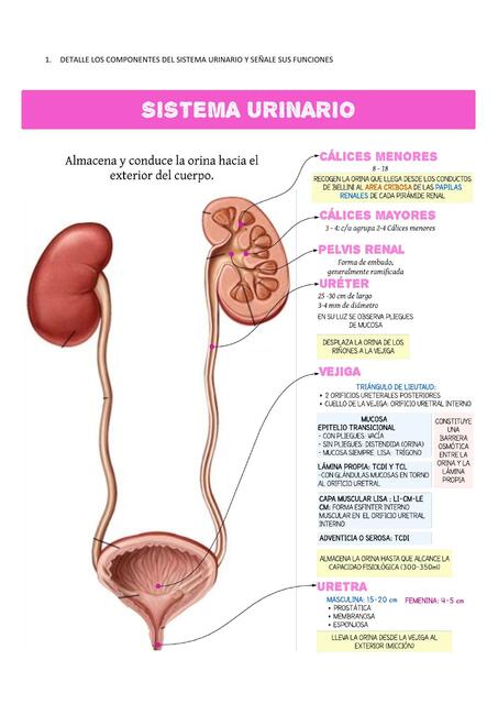 Sistema urinario