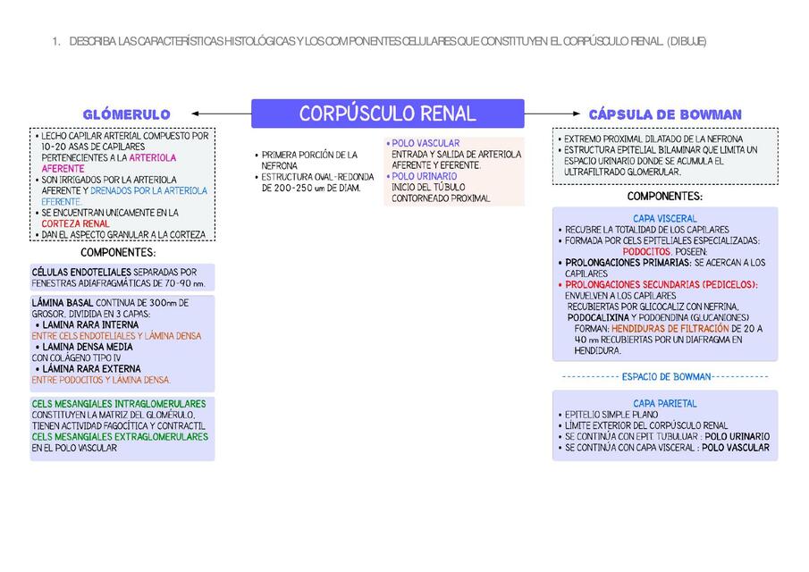 Corpúsculo renal