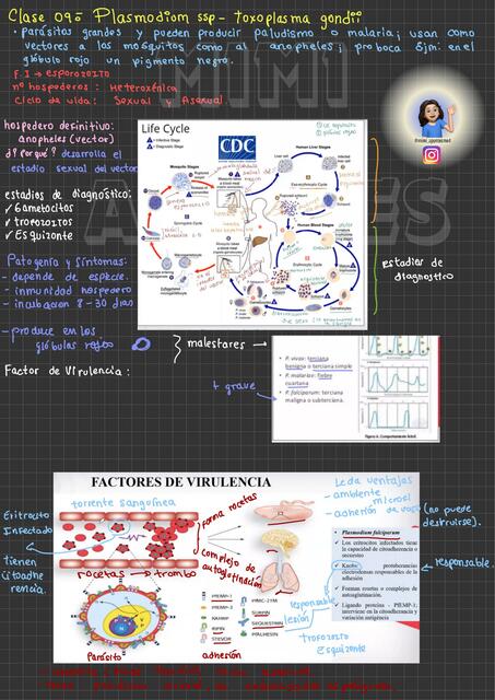 Plasmodium / toxoplasma gondii