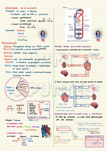 Generalidades de la circulación