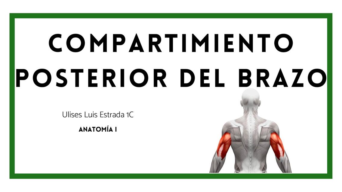 Compartimiento Posterior del Brazo