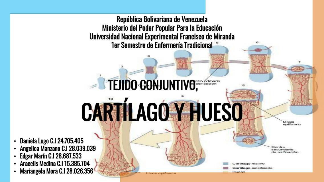 Tejido Conjuntivo- Cartílago y Hueso 