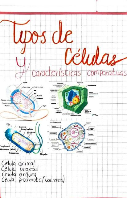 Tipos de Células