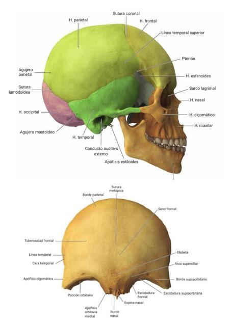 Huesos del cráneo 