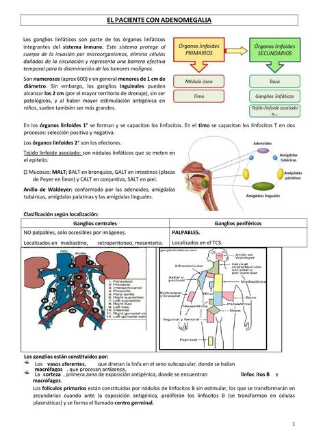 El Paciente con Adenomegalia 