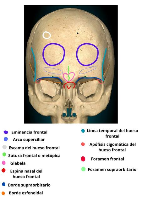 Partes del hueso frontal