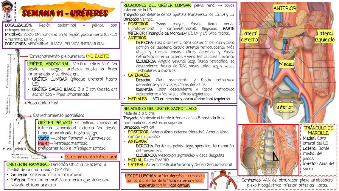 Semana 11-uréteres 