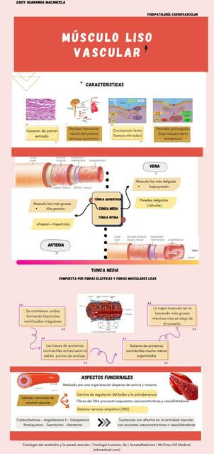 Infografia Musculo Liso Vascular